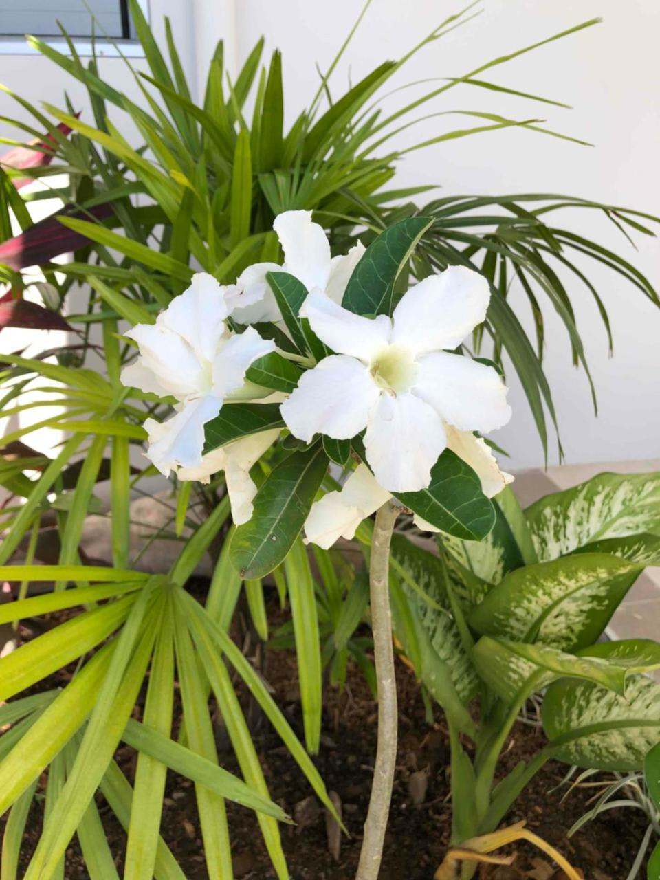Platinum Cawa Apartments Nadi Kültér fotó